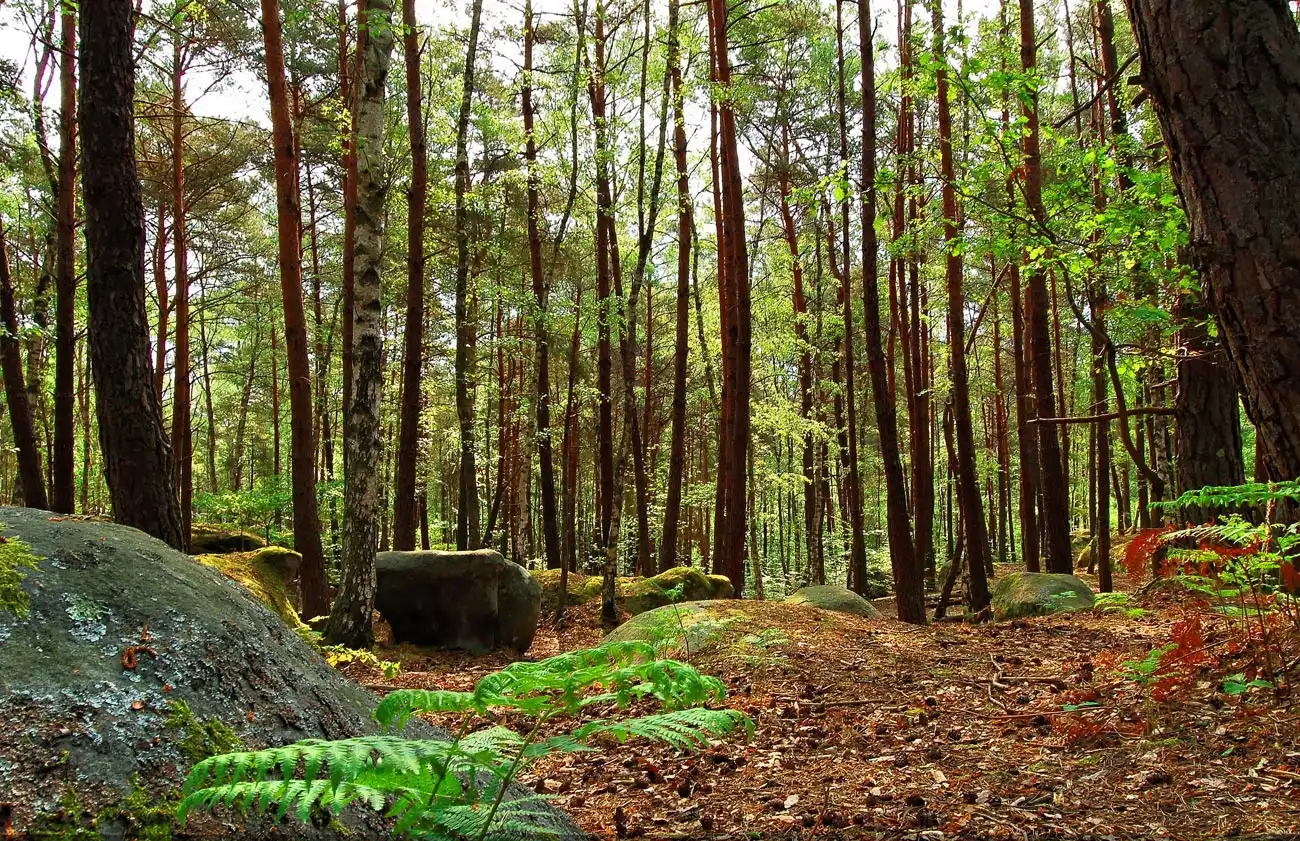 Sous-bois de la forêt de Fontainebleau, fougères et rochers