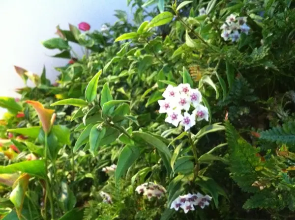Jardin, terrasse ou balcon réalisé par Swandy Wenker, paysagiste à Paris