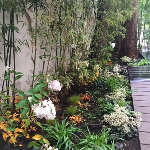 Terrasse en bois de 50 m² à Paris 17e avec clématites, bambous sacrés, camélias et graminées, vue 2