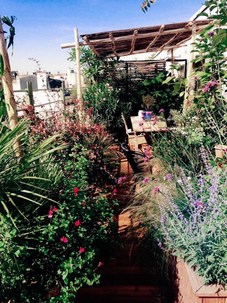 Terrasse en bois à Paris 7e plantée de figuiers, magnolias, arbousiers et abélias, vue 1