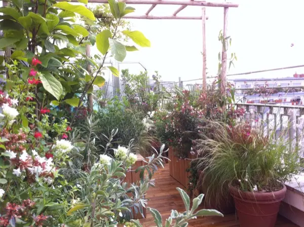 Terrasse en bois à Paris 7e plantée de figuiers et d'arbousiers