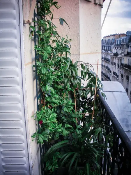 Jardin, terrasse ou balcon réalisé par Swandy Wenker, paysagiste à Paris