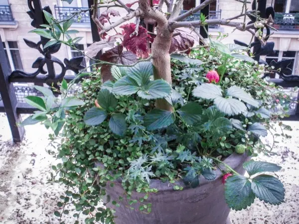 Balcon parisien à Paris 7e avec jasmins, clématites, rosiers et boules de buis, vue 2